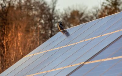 Harnessing the Power of the Sun: The Benefits of Solar Energy in Texas